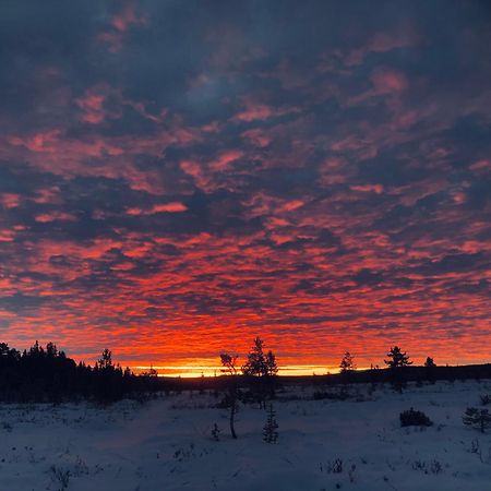 فندق Pasvik Taiga Skogfoss المظهر الخارجي الصورة