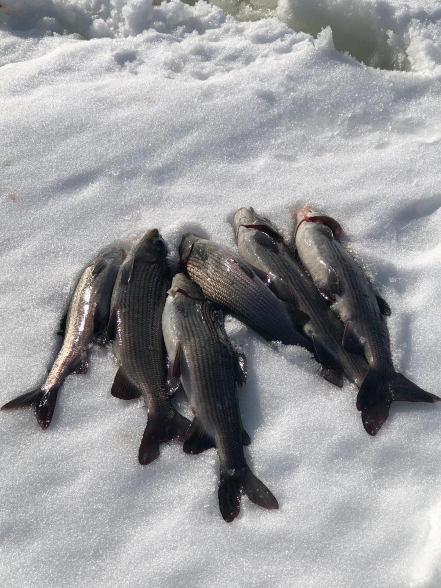 فندق Pasvik Taiga Skogfoss المظهر الخارجي الصورة