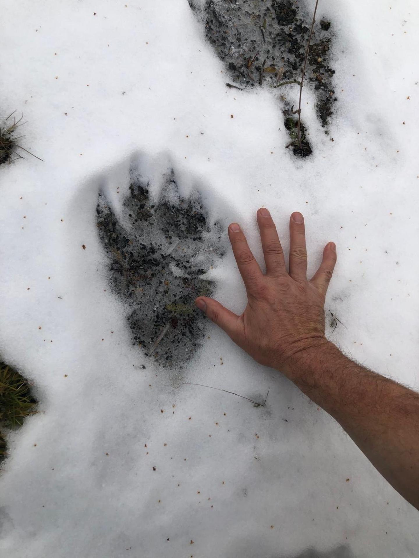 فندق Pasvik Taiga Skogfoss المظهر الخارجي الصورة